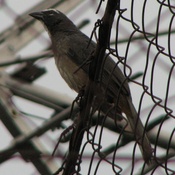 Grayish Saltator